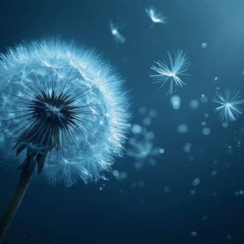 Dandelion Health Benefits