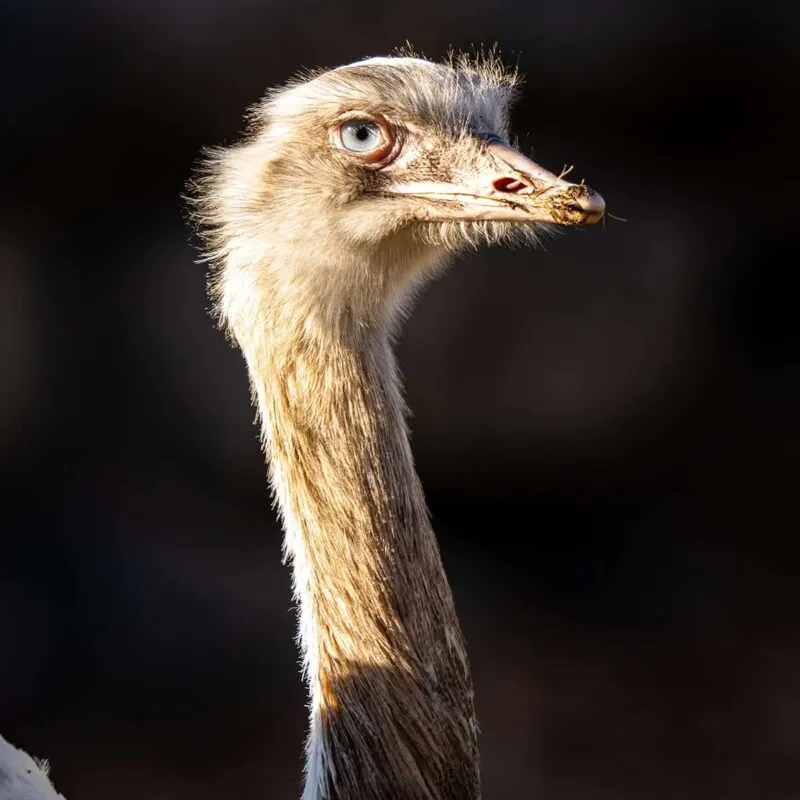 Ostrich Antibodies - BC Ostrich Farm - Coronavirus